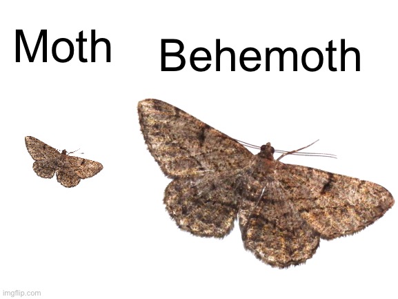 Meme #1,049 | Behemoth; Moth | image tagged in moth,monster,funny,bugs,memes,dank | made w/ Imgflip meme maker