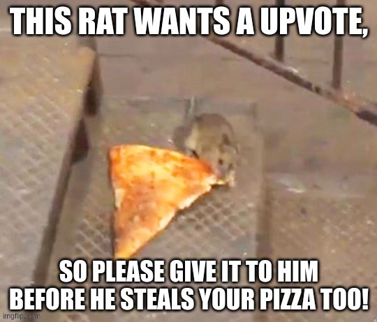 You better before he takes your pizza like he took mine | image tagged in rats | made w/ Imgflip meme maker