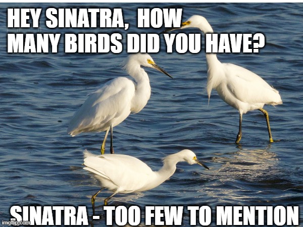 Egrets, I've had a few | HEY SINATRA,  HOW MANY BIRDS DID YOU HAVE? SINATRA - TOO FEW TO MENTION | image tagged in frank sinatra,music | made w/ Imgflip meme maker