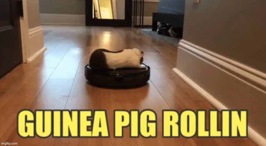 Guinea pig rollin | image tagged in guinea pig rollin | made w/ Imgflip meme maker