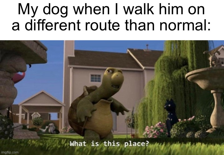 Meme #1,417 | My dog when I walk him on a different route than normal: | image tagged in what is this place,dogs,walking,walk,true,relatable | made w/ Imgflip meme maker