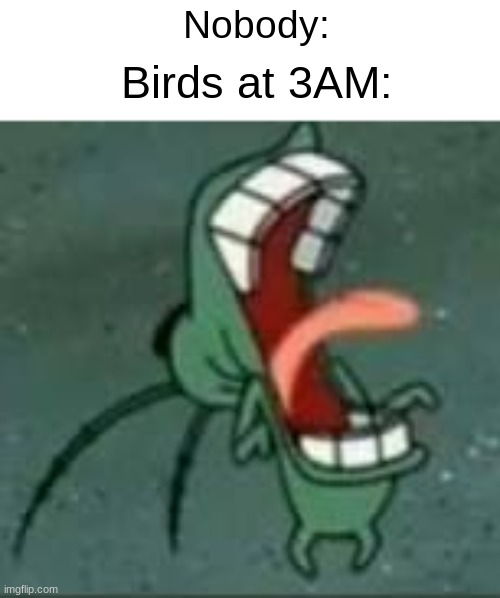 Unfortunately, Its true. | Nobody:; Birds at 3AM: | image tagged in memes,funny,plankton,birds,relatable,spongebob | made w/ Imgflip meme maker
