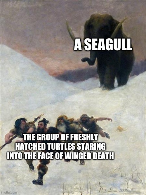 The Circle of life | A SEAGULL; THE GROUP OF FRESHLY HATCHED TURTLES STARING INTO THE FACE OF WINGED DEATH | image tagged in flight before the mammoth,animals | made w/ Imgflip meme maker