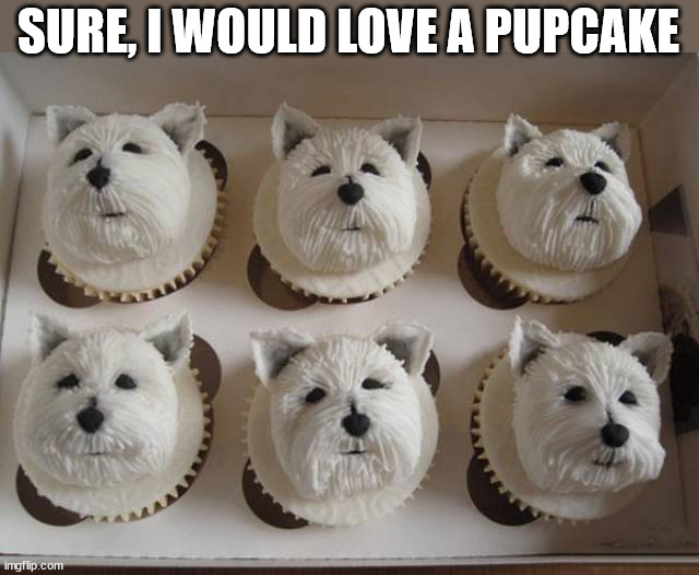 Too cute to eat | SURE, I WOULD LOVE A PUPCAKE | image tagged in cupcakes | made w/ Imgflip meme maker