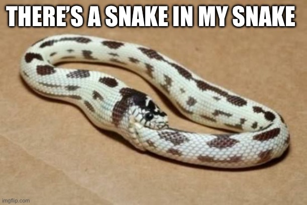 THERE’S A SNAKE IN MY SNAKE | image tagged in snake eating itself | made w/ Imgflip meme maker