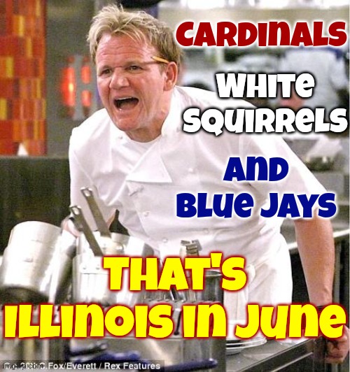 And Deer | White squirrels; Cardinals; And Blue Jays; That's Illinois in june | image tagged in memes,chef gordon ramsay,illinois,cool and green and shady,just chillin',oh it's beautiful | made w/ Imgflip meme maker