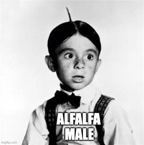 Alfalfa Male | ALFALFA; MALE | image tagged in alpha male,alfalfa,dork | made w/ Imgflip meme maker