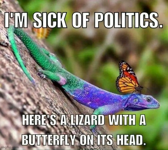 Sick of Politics | image tagged in politics,butterfly,lizard,comic,relief | made w/ Imgflip meme maker