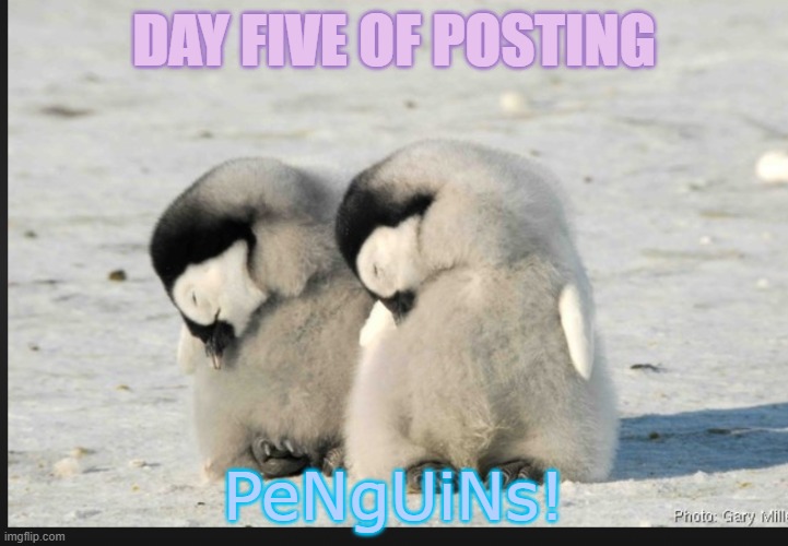 Penguins :) | DAY FIVE OF POSTING; PeNgUiNs! | image tagged in penguins | made w/ Imgflip meme maker