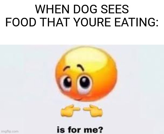 when dog Sees your food | WHEN DOG SEES FOOD THAT YOURE EATING: | image tagged in is for me,dog,food | made w/ Imgflip meme maker