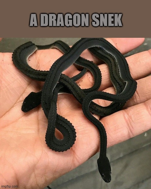 A DRAGON SNEK | made w/ Imgflip meme maker