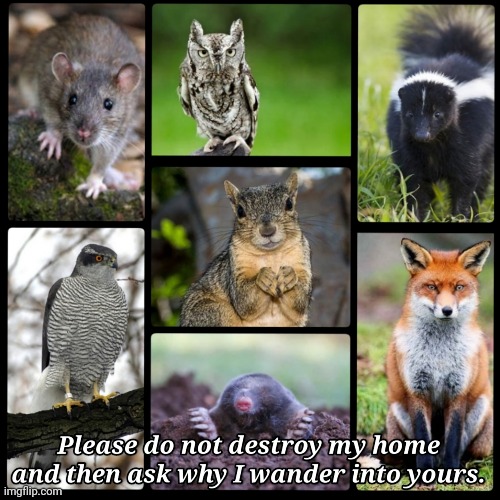 Habitats Being Destroyed | image tagged in environmental,animals,extinction | made w/ Imgflip meme maker