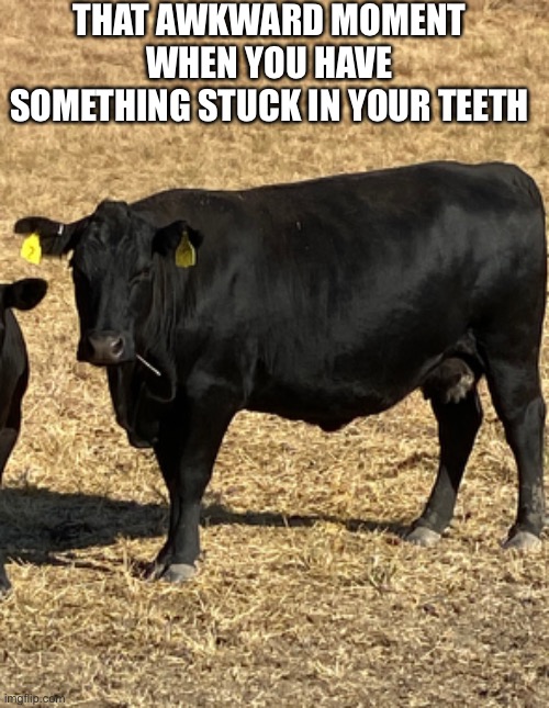 Stuck in the middle with you | THAT AWKWARD MOMENT WHEN YOU HAVE SOMETHING STUCK IN YOUR TEETH | image tagged in funny meme,cow,for real,awkward moments | made w/ Imgflip meme maker