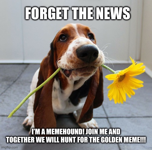 MEMEHOUNDS UNITE!!! | FORGET THE NEWS; I’M A MEMEHOUND! JOIN ME AND TOGETHER WE WILL HUNT FOR THE GOLDEN MEME!!! | image tagged in basset hound,original meme,the search continues,internet explorer,the news,sucks | made w/ Imgflip meme maker