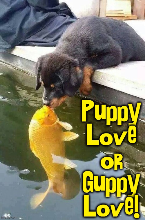 ...and they called it Puppy Love just because we're in our tweens | Puppy
Love
or
Guppy
Love! | image tagged in vince vance,goldfish,puppy,kissing,memes,carp | made w/ Imgflip meme maker
