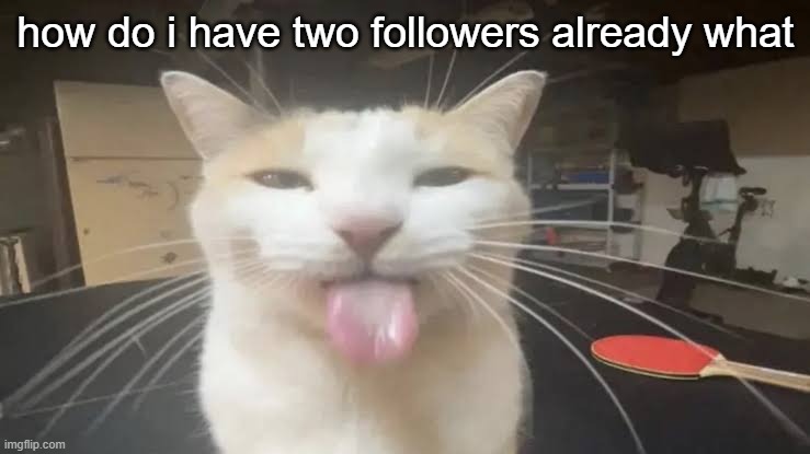 bleh | how do i have two followers already what | image tagged in milly the silly cat bleh cat | made w/ Imgflip meme maker