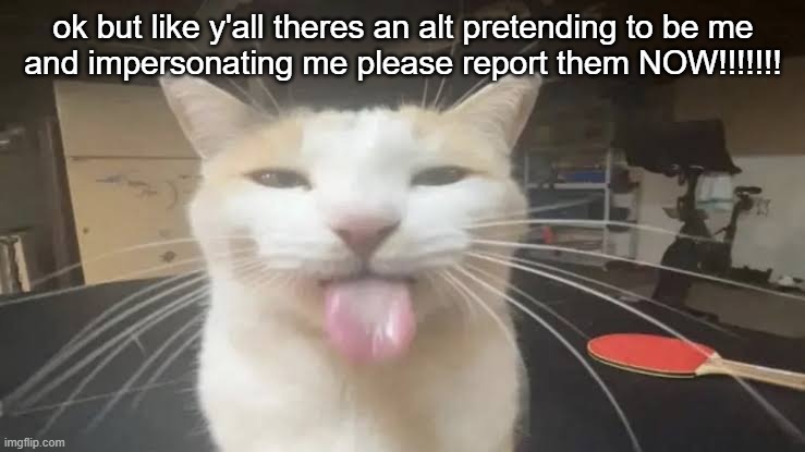 bleh | ok but like y'all theres an alt pretending to be me
and impersonating me please report them NOW!!!!!!! | image tagged in milly the silly cat bleh cat | made w/ Imgflip meme maker