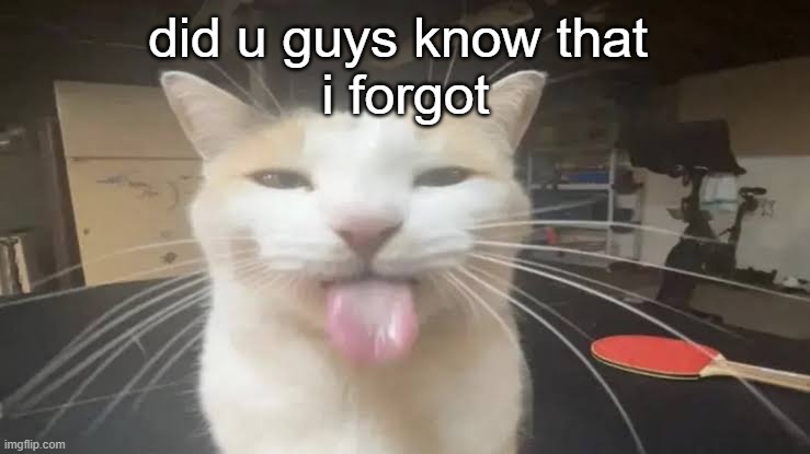 bleh | did u guys know that 
i forgot | image tagged in milly the silly cat bleh cat | made w/ Imgflip meme maker