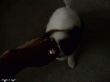 Violent Puppy
