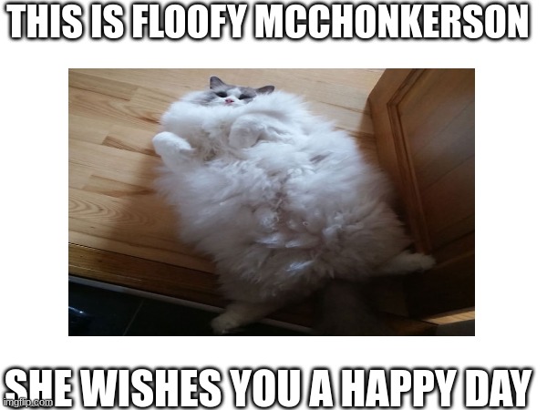 :) | THIS IS FLOOFY MCCHONKERSON; SHE WISHES YOU A HAPPY DAY | image tagged in cats,fluffy,have a good day | made w/ Imgflip meme maker