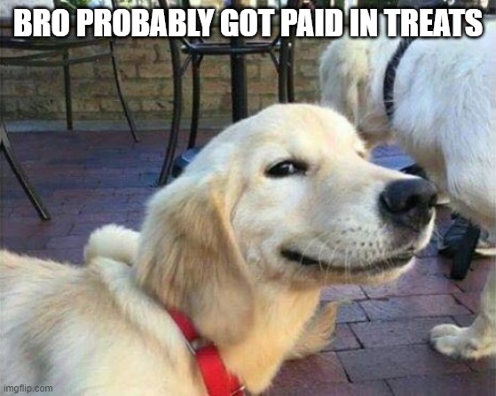 BRO PROBABLY GOT PAID IN TREATS | image tagged in dog smiling | made w/ Imgflip meme maker