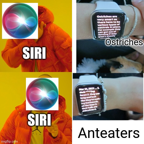 Siri is so biased against anteaters | Ostriches; SIRI; SIRI; Anteaters | image tagged in memes,drake hotline bling,fight me anteater,siri,ostrich,bias | made w/ Imgflip meme maker