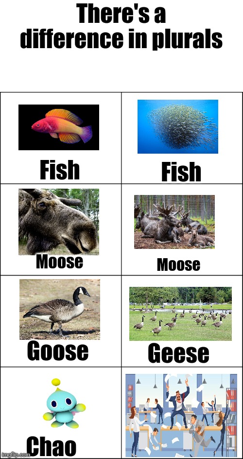 Get it right | There's a difference in plurals; Fish; Fish; Moose; Moose; Goose; Geese; Chao | image tagged in eight panel rage comic maker,chaos,sonic,moose,goose,fish | made w/ Imgflip meme maker