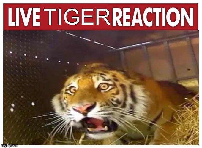 Live Tiger Reaction | TIGER | image tagged in live reaction,tiger | made w/ Imgflip meme maker