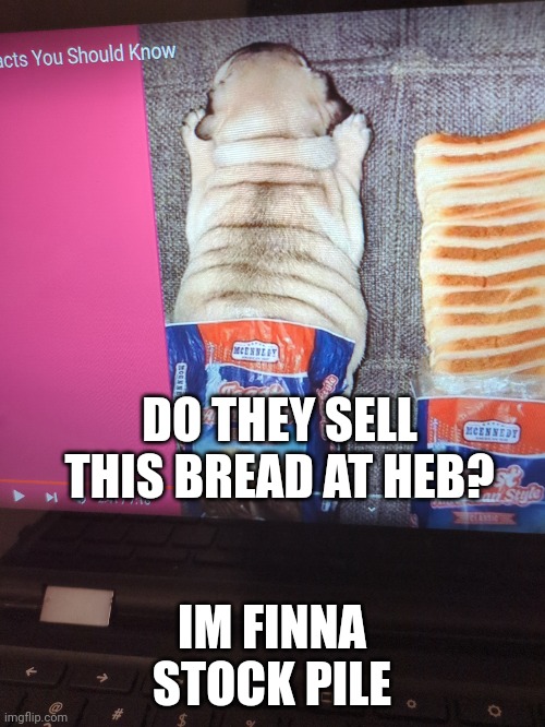 Do they? | DO THEY SELL THIS BREAD AT HEB? IM FINNA STOCK PILE | image tagged in pugs | made w/ Imgflip meme maker
