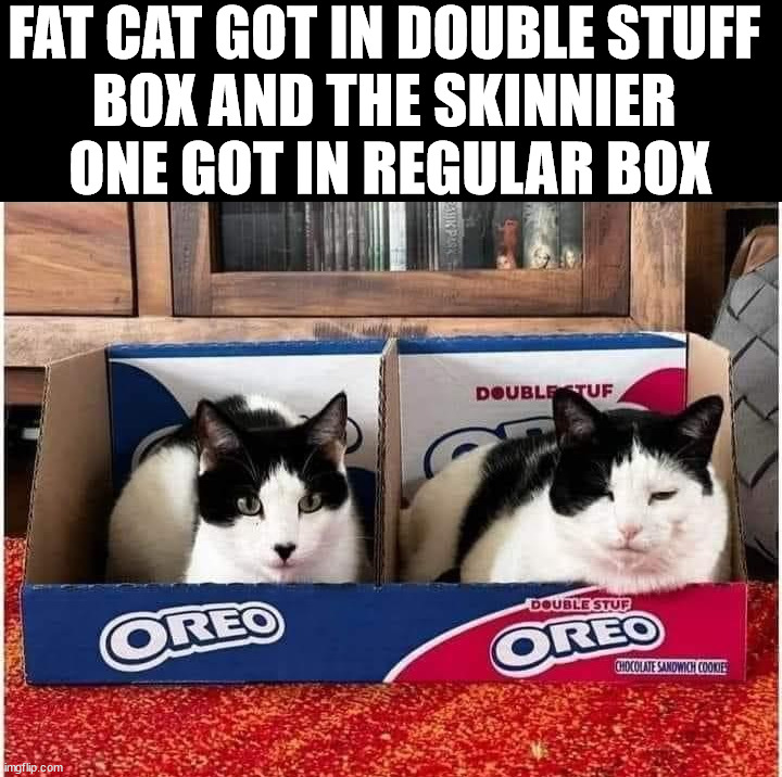 FAT CAT GOT IN DOUBLE STUFF 
BOX AND THE SKINNIER 
ONE GOT IN REGULAR BOX | image tagged in cats | made w/ Imgflip meme maker