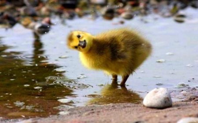 WTF Duckling | image tagged in wtf duckling | made w/ Imgflip meme maker