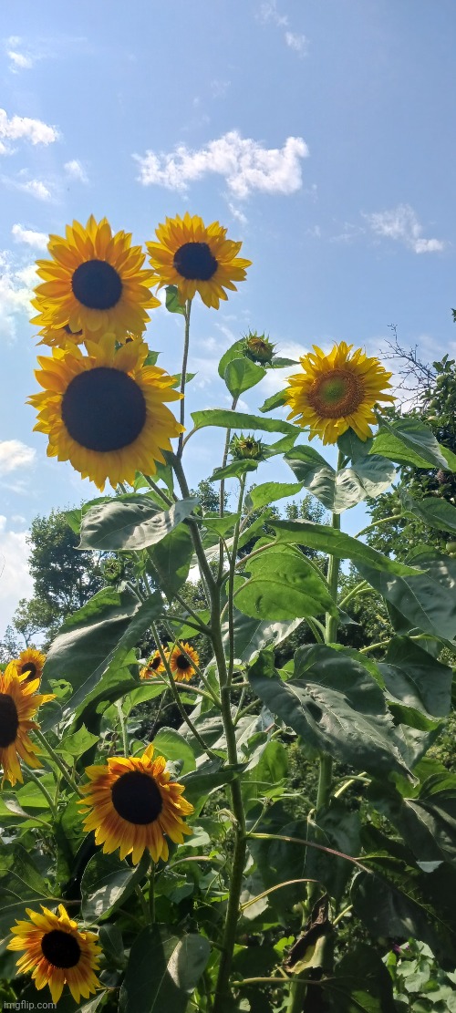 MY MOM HAS SOME HEALTHY SUN FLOWERS | image tagged in sunflower,flowers | made w/ Imgflip meme maker