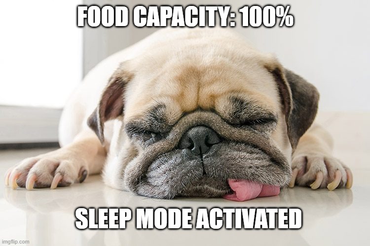 Sleep Mode Activated | FOOD CAPACITY: 100%; SLEEP MODE ACTIVATED | image tagged in funny dog memes,dog memes,funny memes,cute dog | made w/ Imgflip meme maker