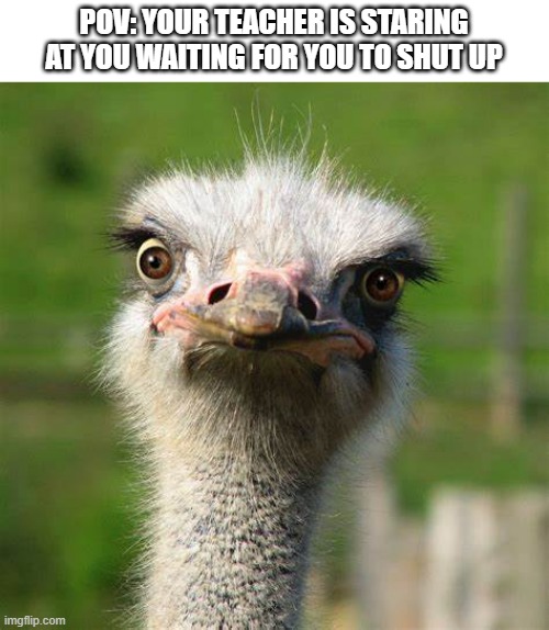 The stare | POV: YOUR TEACHER IS STARING AT YOU WAITING FOR YOU TO SHUT UP | image tagged in ostrich | made w/ Imgflip meme maker