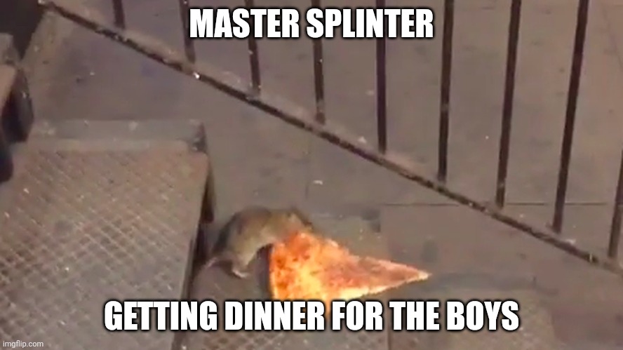 Dinner's ready | MASTER SPLINTER; GETTING DINNER FOR THE BOYS | image tagged in funny animals | made w/ Imgflip meme maker