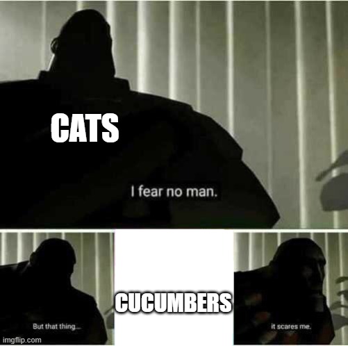 AAAAAAAAAAAAAAA!!!!!!!! | CATS; CUCUMBERS | image tagged in i fear no man,cats,funny animals,funny,memes,dank memes | made w/ Imgflip meme maker