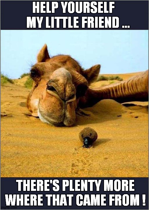 A Generous Camel ! | HELP YOURSELF 
   MY LITTLE FRIEND ... THERE'S PLENTY MORE WHERE THAT CAME FROM ! | image tagged in fun,camel,dung beetle,generousity | made w/ Imgflip meme maker
