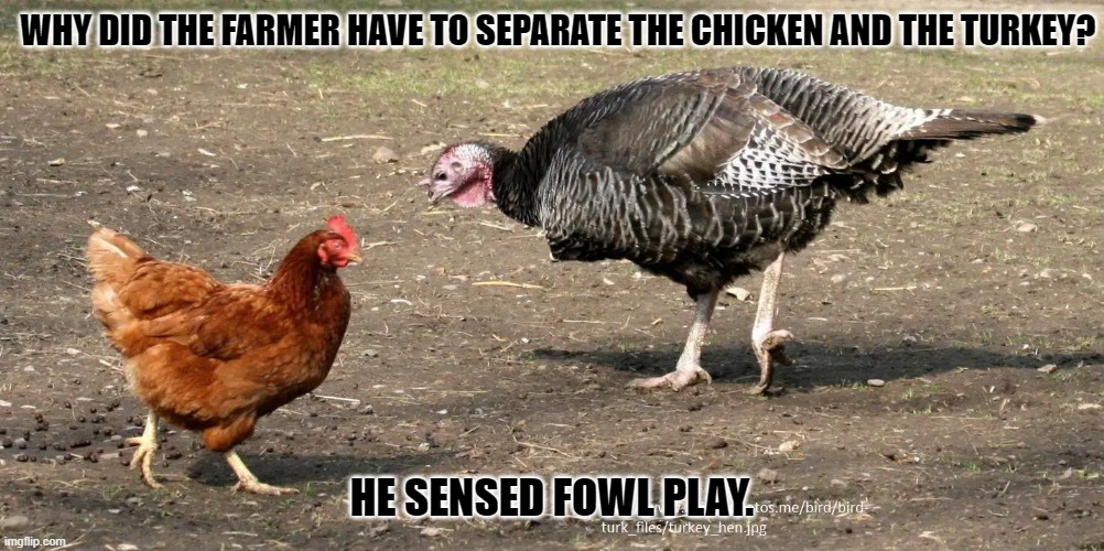 Daily Bad Dad Joke September 12, 2023 | WHY DID THE FARMER HAVE TO SEPARATE THE CHICKEN AND THE TURKEY? HE SENSED FOWL PLAY. | image tagged in turkey | made w/ Imgflip meme maker