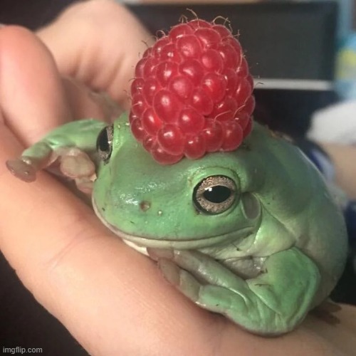A raspberry froggo | image tagged in frog,raspberry | made w/ Imgflip meme maker
