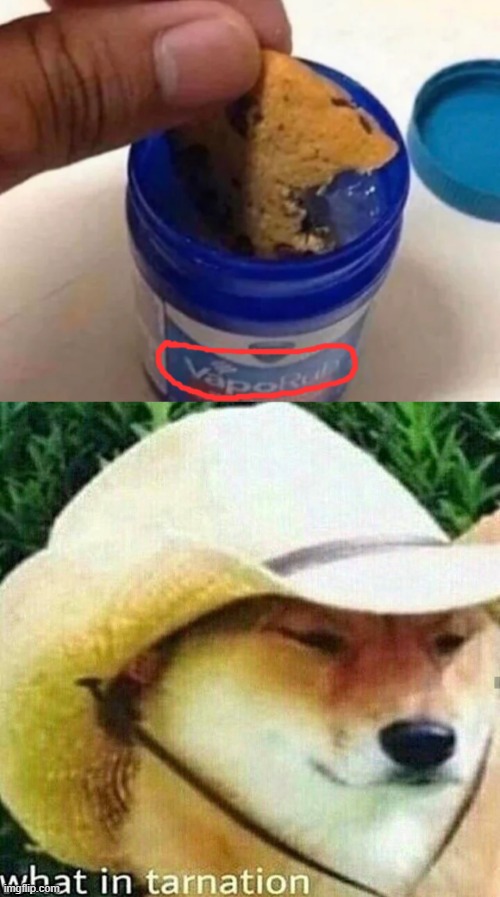I don't think you're supposed to eat vaporub DX | image tagged in what in tarnation dog | made w/ Imgflip meme maker