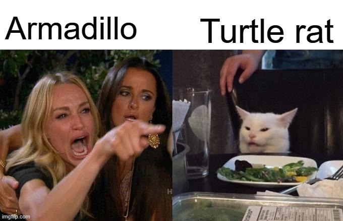 Same thoughts? | Armadillo; Turtle rat | image tagged in memes,woman yelling at cat,armadillo,animals,mammals,so yeah | made w/ Imgflip meme maker
