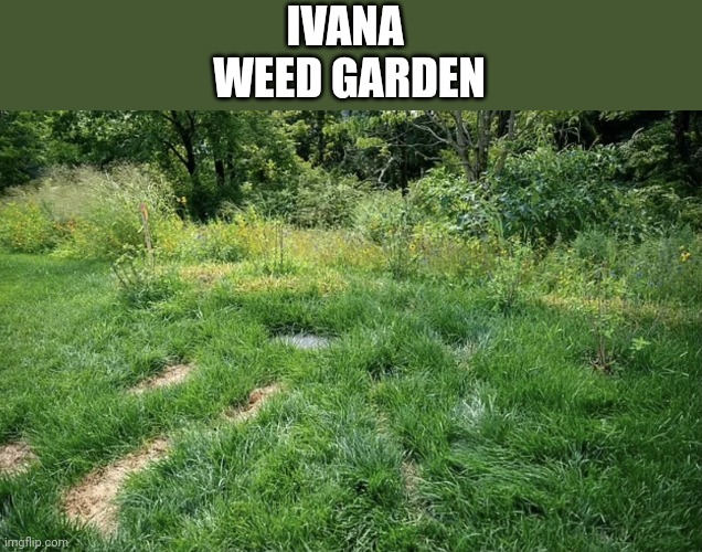 ivana | IVANA 
WEED GARDEN | image tagged in ivana,weeds | made w/ Imgflip meme maker