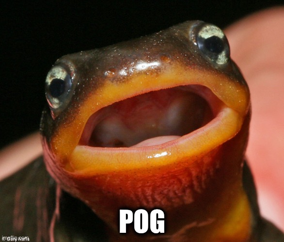 Newt Pog | POG | image tagged in pog,animals,funny animals,cute animals,cute | made w/ Imgflip meme maker