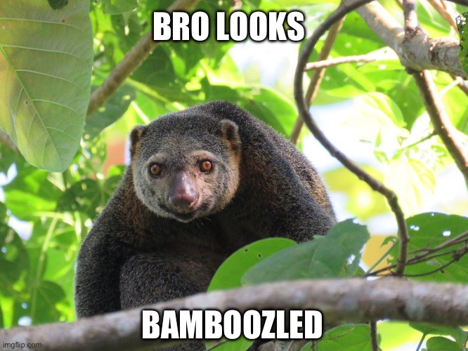Bro looks bamboozled ( Bear Cuscus ) | BRO LOOKS; BAMBOOZLED | image tagged in funny animals,funny animal meme,animal meme,animal,bamboozled,looks | made w/ Imgflip meme maker