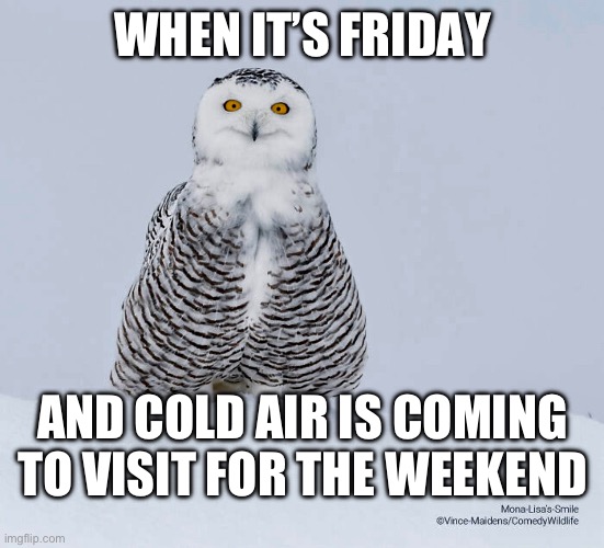 Cold Air Owl | WHEN IT’S FRIDAY; AND COLD AIR IS COMING TO VISIT FOR THE WEEKEND | image tagged in owl,cold,snow,friday,cold weather,freezing cold | made w/ Imgflip meme maker