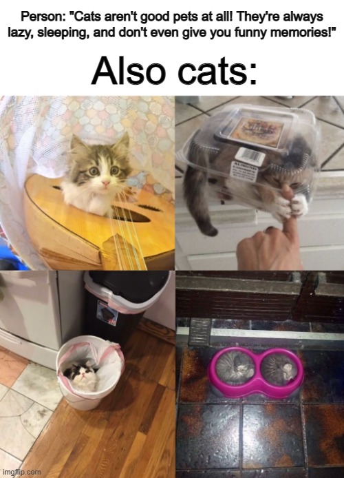 They aren't very active, but they can surely give you great memories :D | Person: "Cats aren't good pets at all! They're always lazy, sleeping, and don't even give you funny memories!"; Also cats: | image tagged in dog week | made w/ Imgflip meme maker