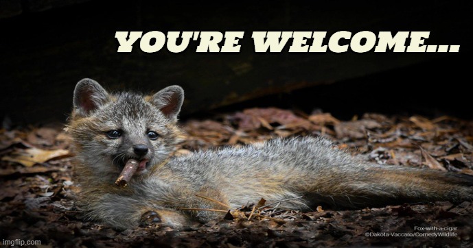 you're welcom | YOU'RE WELCOME... | image tagged in you're welcome,funny animals,funny,memes,welcome | made w/ Imgflip meme maker