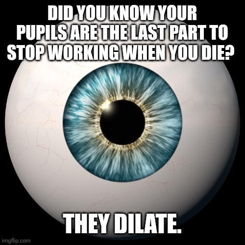 Eye Spy | DID YOU KNOW YOUR PUPILS ARE THE LAST PART TO STOP WORKING WHEN YOU DIE? THEY DILATE. | image tagged in eye,dad joke,corny joke,humor,funny memes | made w/ Imgflip meme maker