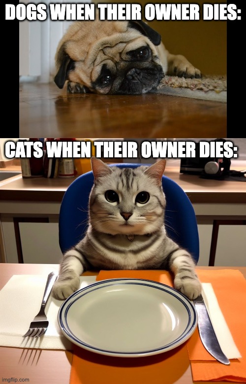 I don't like cats very much... | DOGS WHEN THEIR OWNER DIES:; CATS WHEN THEIR OWNER DIES: | image tagged in dogs,cats,animals,dark humor,pets | made w/ Imgflip meme maker