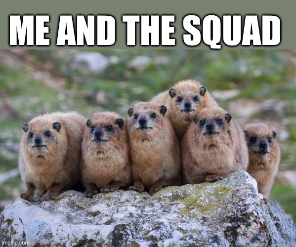 Me and the Squad ( Rock Hyrax ) | ME AND THE SQUAD | image tagged in me and the squad,cute animals,animals,animal meme,funny animal meme | made w/ Imgflip meme maker